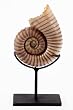 Ammonite