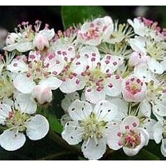 Apfelbeere - Aronia melanocarpa - 10 Samen