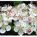 Apfelbeere - Aronia melanocarpa - 10 Samen