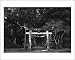 Gate - Japanese Shrine - Artist: Fumi K - Art Print on Canvas - Image Size: 18.00 by 12.25 inches Art Print on Canvas