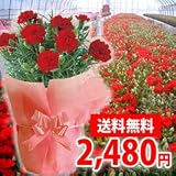 �y���������I�Q�S�W�O�~�z��̓��@�L�@�͔|�G�R�J�[�l�[�V����5�����F��