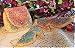 Shoes and Purses Sugar Cookies