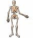Skeleton 53in Jointed Cutout