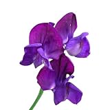 Seeds of Change S20838 Certified Organic Old Spice Sweet Pea