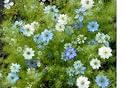Love in a Mist Flower Seeds - 2,200 Flower Seeds in Each Packet with Free Shipping