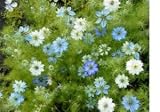 Love in a Mist Flower Seeds - 2,200 Flower Seeds in Each Packet with Free Shipping