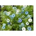 Love in a Mist Flower Seeds - 2,200 Flower Seeds in Each Packet with Free Shipping