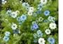 Love in a Mist Flower Seeds - 2,200 Flower Seeds in Each Packet with Free Shipping