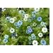 Love in a Mist Flower Seeds - 2,200 Flower Seeds in Each Packet with Free Shipping