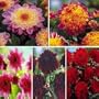 5 Powder-Puff Dahlias Mixed Colors
