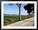 Parasol Prines and Cypress Trees, Grosseto Province, Tuscany, Italy Scenic Framed Art Poster Print by Bruno Morandi, 49x39