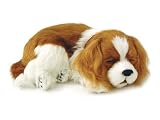 Perfect Petzzz Cavalier King Charles