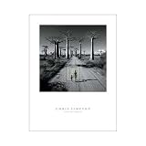 Allee Des Baobabs Poster Print