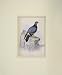 1835 Hand Coloured Print Bird Columba Livia Nature