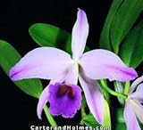 Lc. Gaskell-Pumila 'Azure Star' HCC/AOS