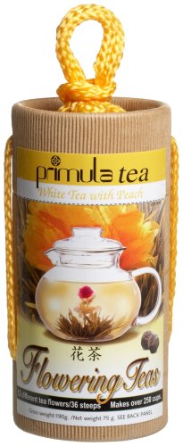 Primula 12-Pack Flowering White Tea, Peach