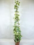 4ft Potted Artificial Silk Variegated Ivy Tree with Raffia Bow ~ Office Plant with Pot ~ Wedding Venue Reception & Home Decoration