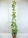 4ft Potted Artificial Silk Variegated Ivy Tree with Raffia Bow ~ Office Plant with Pot ~ Wedding Venue Reception & Home Decoration