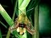Broad-Bordered Bee Hawk-Moth, Male Photographic Poster Print by Oxford Scientific, 24...