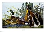 Mallard Duck Animals Art Poster Print by John James Audubon, 39x28