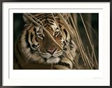 A Captive Tiger Shows a Formidable Expression Framed Photographic Poster Print by Roy Toft, 36x26
