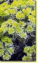 Lacy Flowering Spurge - Euphorbia -Great Ground Cover