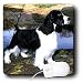 Dogs English Springer Spaniel - Black And White Springer Spaniel - Mouse Pads