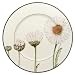 Villeroy & Boch Flora Platzteller Marguerite