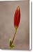 Red Day Lily - Unopened Canvas Print / Canvas Art - Artist Frank Mari