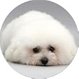 New-bichon frise dog Fridge Magnet
