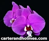 Phalaenopsis Hilo Lip