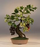 Artificial Wine.Grape Bonsai Tree.