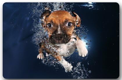 Cute Dachshund Dog baby Non-Slip Entryways Indoor/Outdoor Rectangle Floor Mat Doormat - 23.6"(L) x 15.7"(W) Welcome Doormat