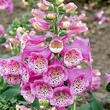 Foxglove Camelot Rose F1 Hybrid
