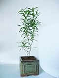41CPSsajGRL. SL160  Too Little Weeping Fig Pre Bonsai Tree   Ficus   4 pot