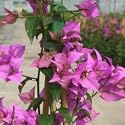 Pyramid Bougainvillea