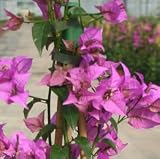 Review Crocus CF30000589 / Pyramid Bougainvillea