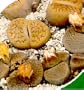 Living Stones 10 Seeds- Lithops- Succulents!