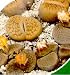 Living Stones 10 Seeds- Lithops- Succulents!