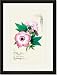 Black Framed/Matted Print 17x23, Pink Hibiscus