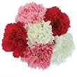 Send Fresh Cut Flowers - 100 Assorted Carnations Wholesale