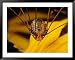 Close View of a Daddy Longlegs (Harvestman) Framed Art Poster Print by Darlyne A. Mur...