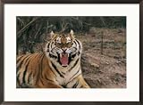 A captive tiger with mouth wide open Framed Art Poster Print by Roy Toft, 29x21