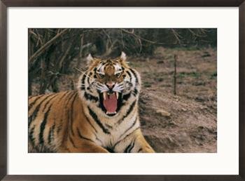 A captive tiger with mouth wide open Framed Art Poster Print by Roy Toft, 29x21