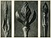 Beauty-berry (7x); Manna ash, flowering ash, shoot (6x); Dogwood (8x)