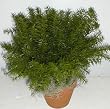 16" INDOOR / OUTDOOR Springerii Plant