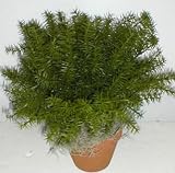 15 INDOOR / OUTDOOR Springerii Plant