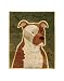 Pit Bull Art Poster Print by John Golden, 11x14