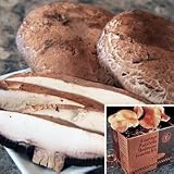 Mushroom Kits - Portabella Mushroom Kit