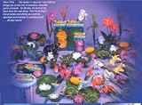 Pond+Plus Water Lilies Medium Purple (2) per bag 5.5 diameter Pond+Plus Water Lilies - Medium - Purple (2) per bag - 5.5